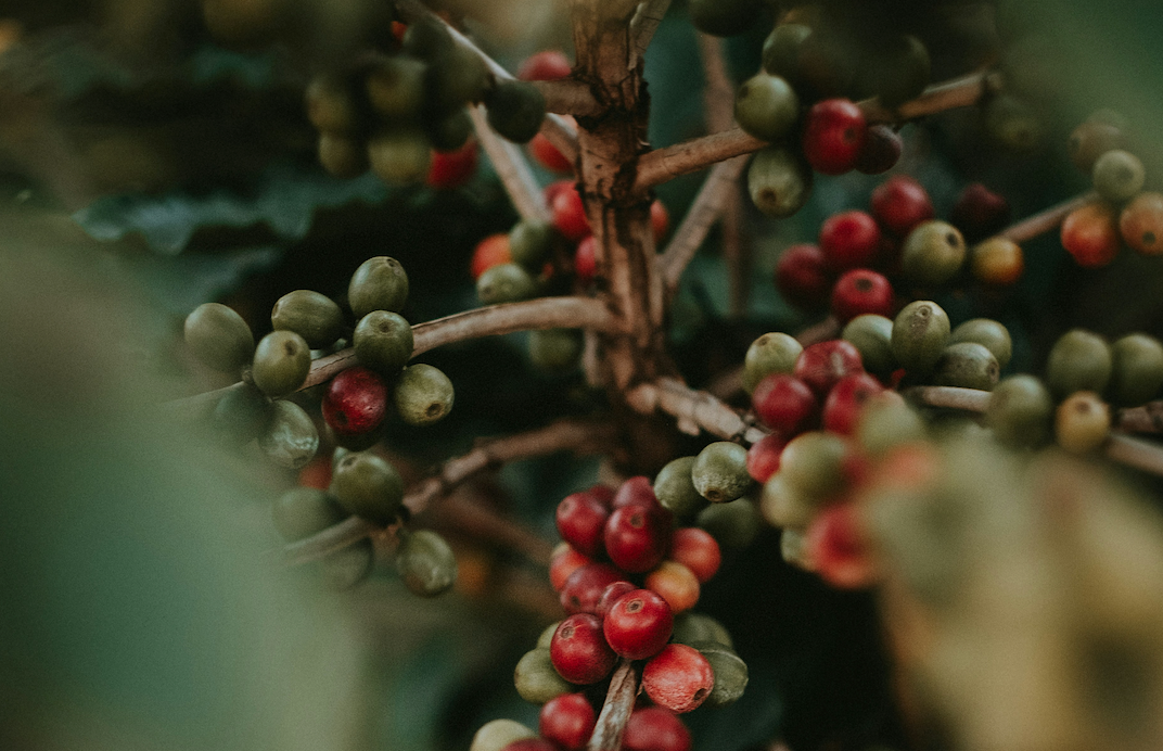 Kaffee: Zum Trinken manchmal zu schade