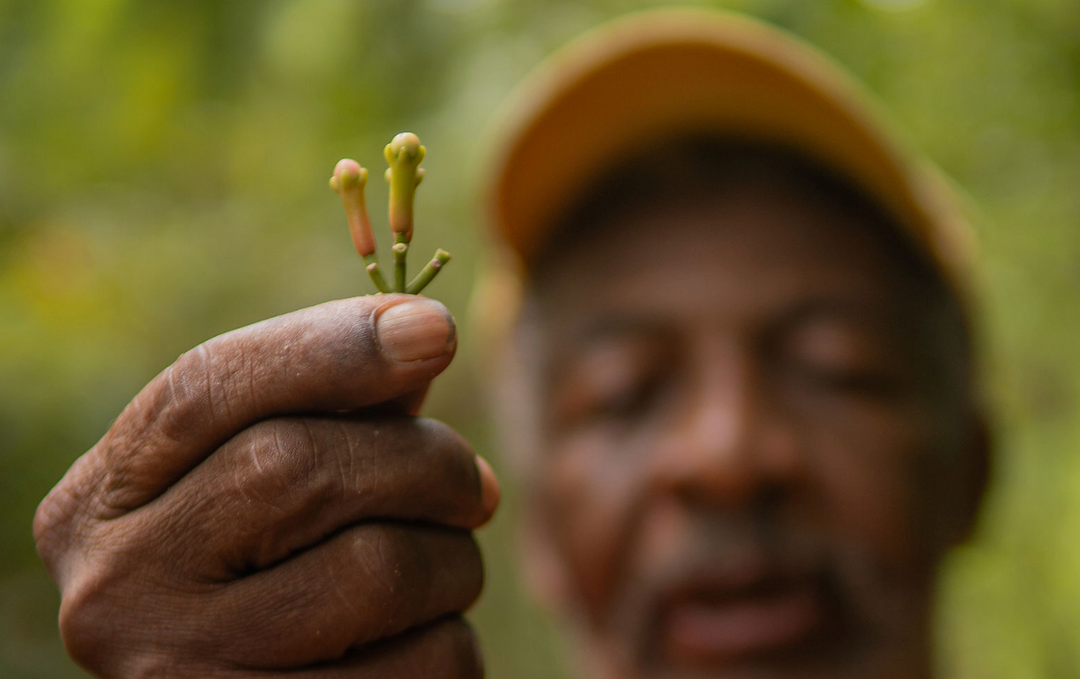 Mr. Sule und die Nelken