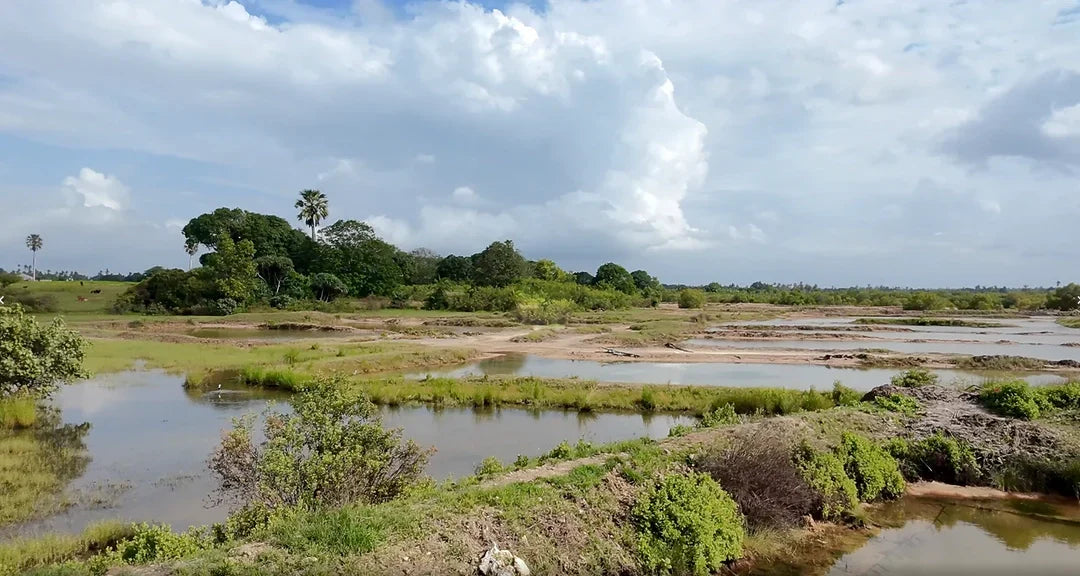 Salzgärten auf Sansibar - New Hope