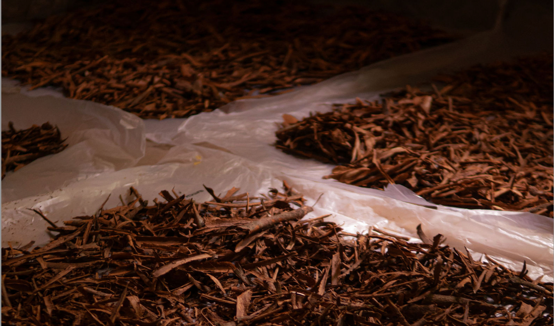 Sansibars faszinierender Zimt